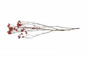 limonium-stabilise-14.
