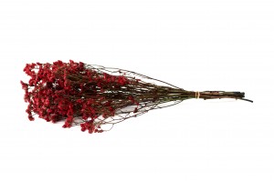 limonium-stabilise-14.