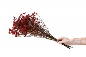 preserved-limonium-14.