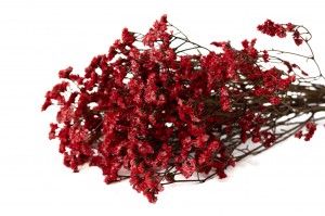 limonium-stabilise-14.