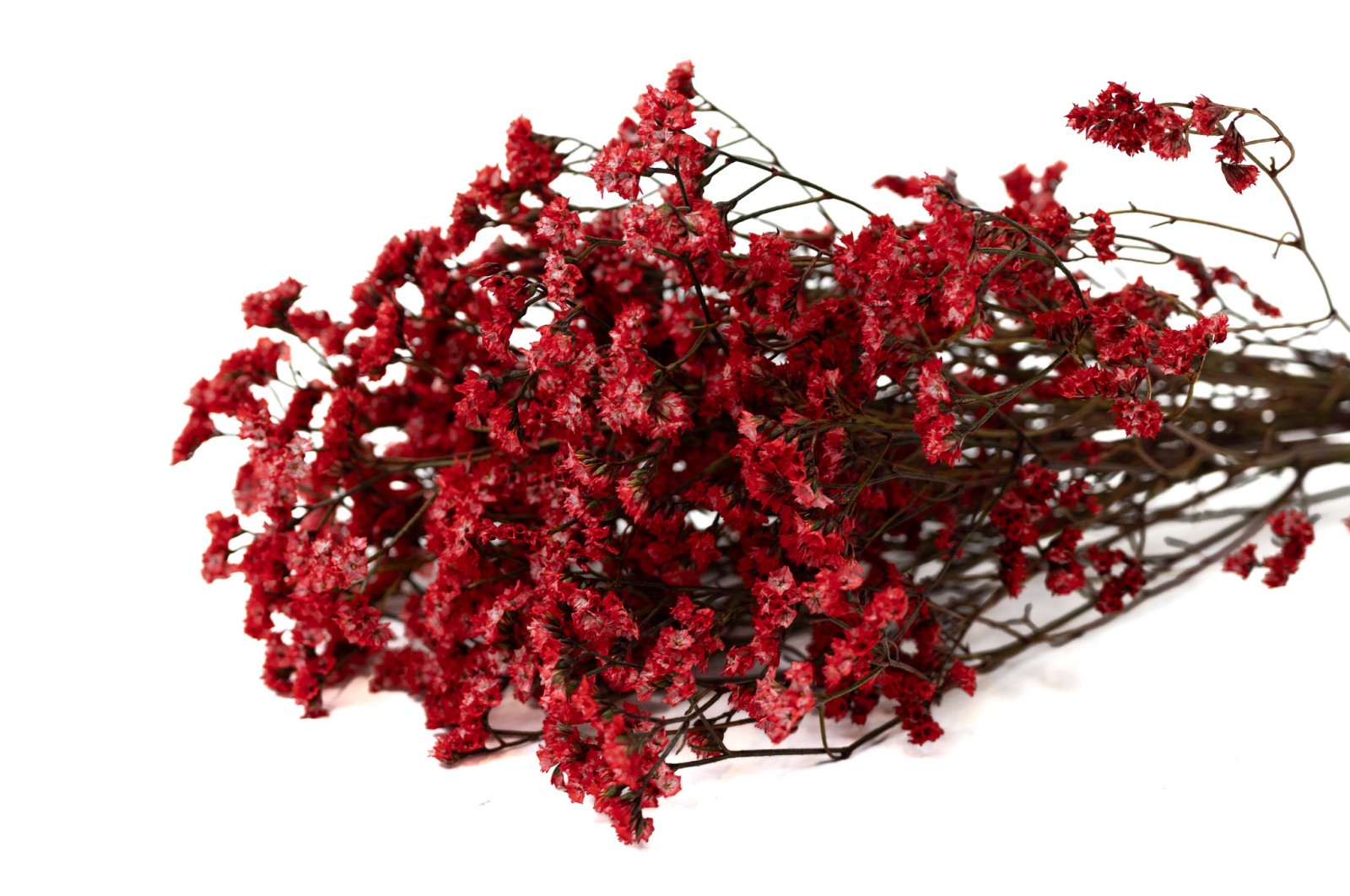 limonium-stabilise-14