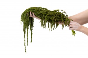 preserved-amaranthus-26.