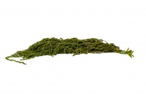 preserved-amaranthus-26.