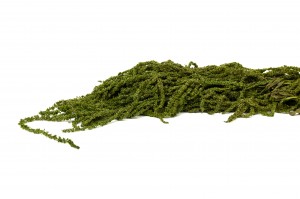 preserved-amaranthus-26.