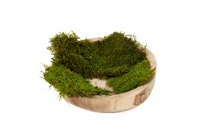 preserved-flat-moss-bulk-box-26.