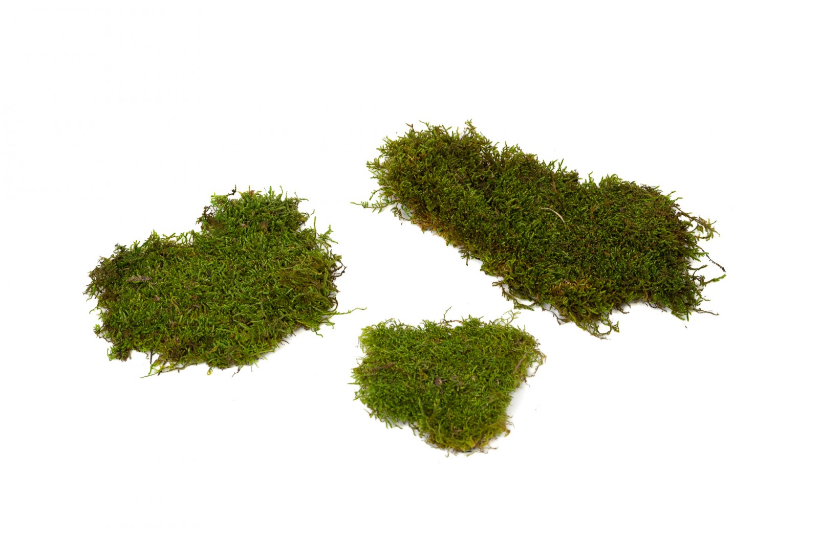 preserved-flat-moss-bulk-box-26