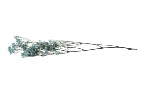 gypsophile-stabilise-37.