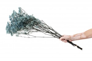 gypsophile-stabilise-37.