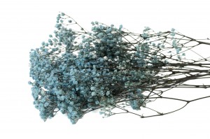 gypsophile-stabilise-37.