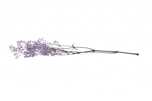 gypsophile-stabilise-37.