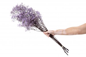 gypsophile-stabilise-37.