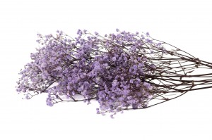 gypsophile-stabilise-37.