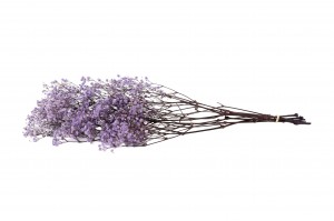 gypsophile-stabilise-37.
