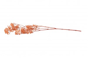 gypsophile-stabilise-37.