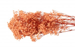 preserved-gypsophila-37.