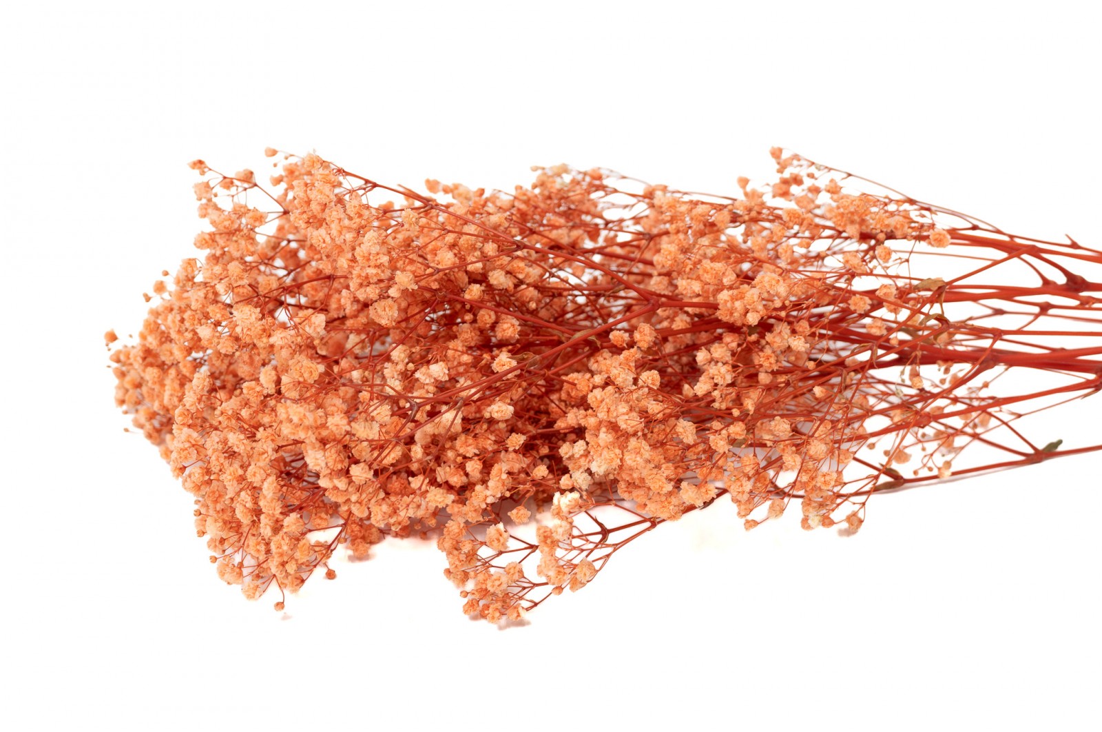 gypsophile-stabilise-37