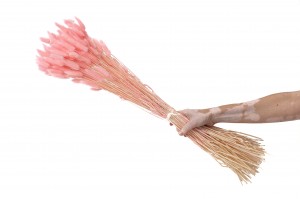 dried-lagurus12.