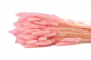 lagurus-sec-12.