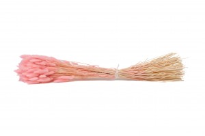 dried-lagurus12.
