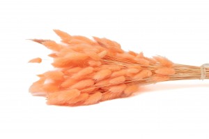 getrockenete-lagurus-12.