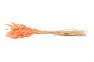 lagurus-sec-12.