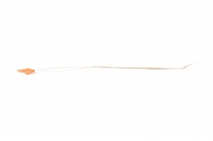 getrockenete-lagurus-12.