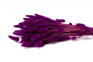 dried-lagurus12.