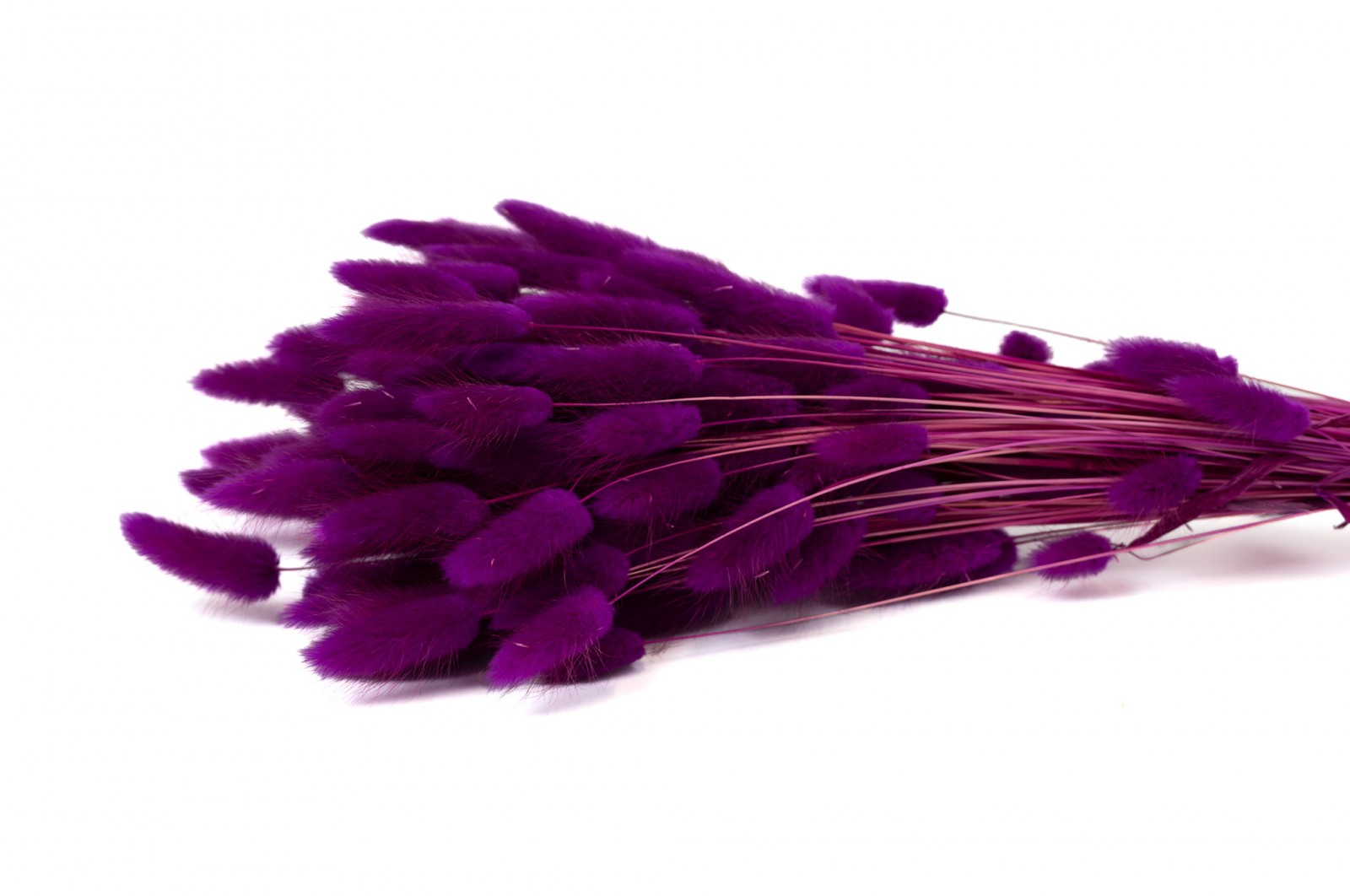 dried-lagurus12
