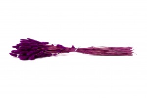 dried-lagurus12.