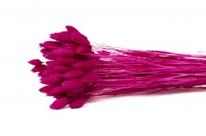 dried-phalaris-12.