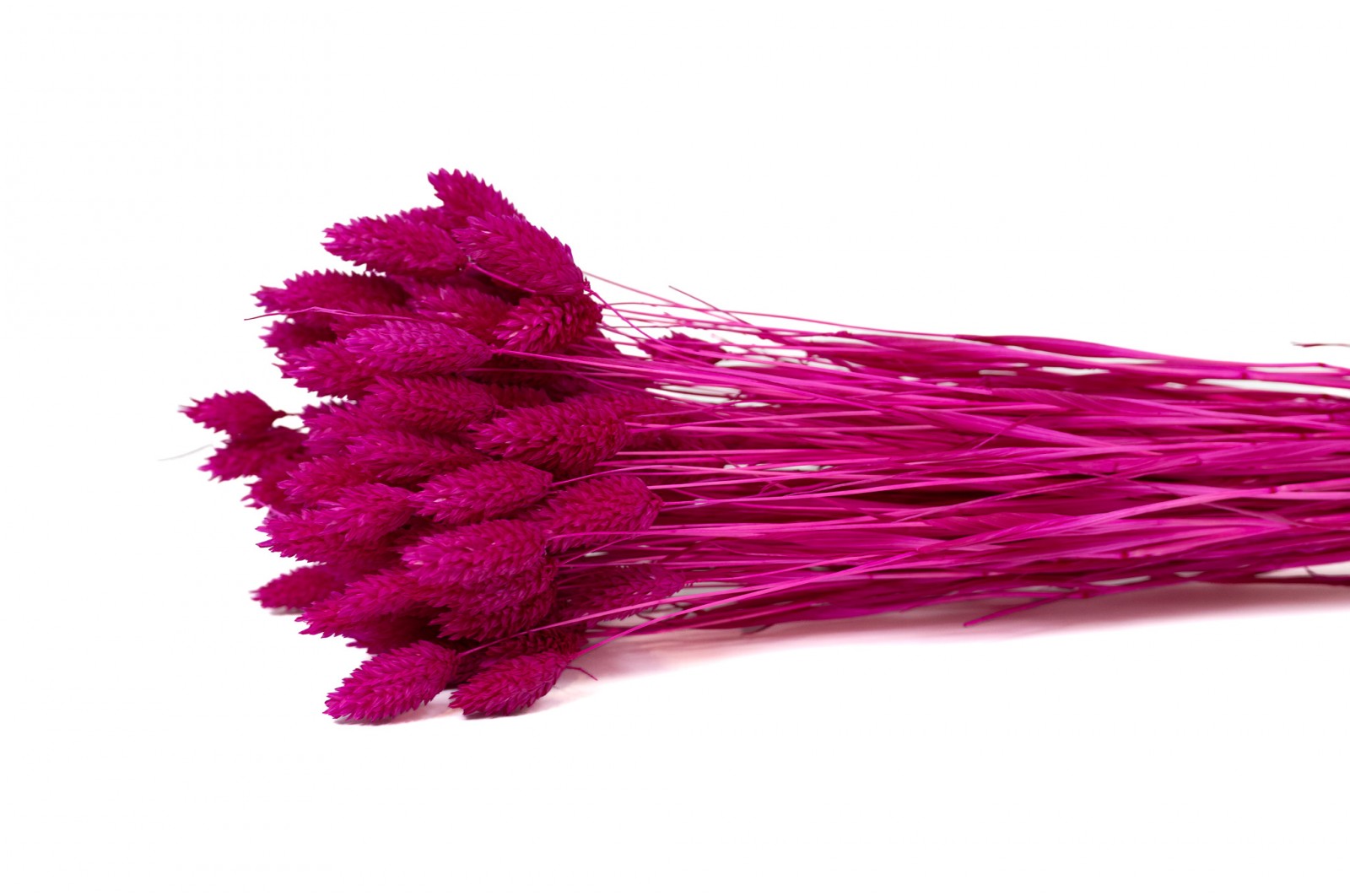 dried-phalaris-12