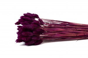 dried-phalaris-12.