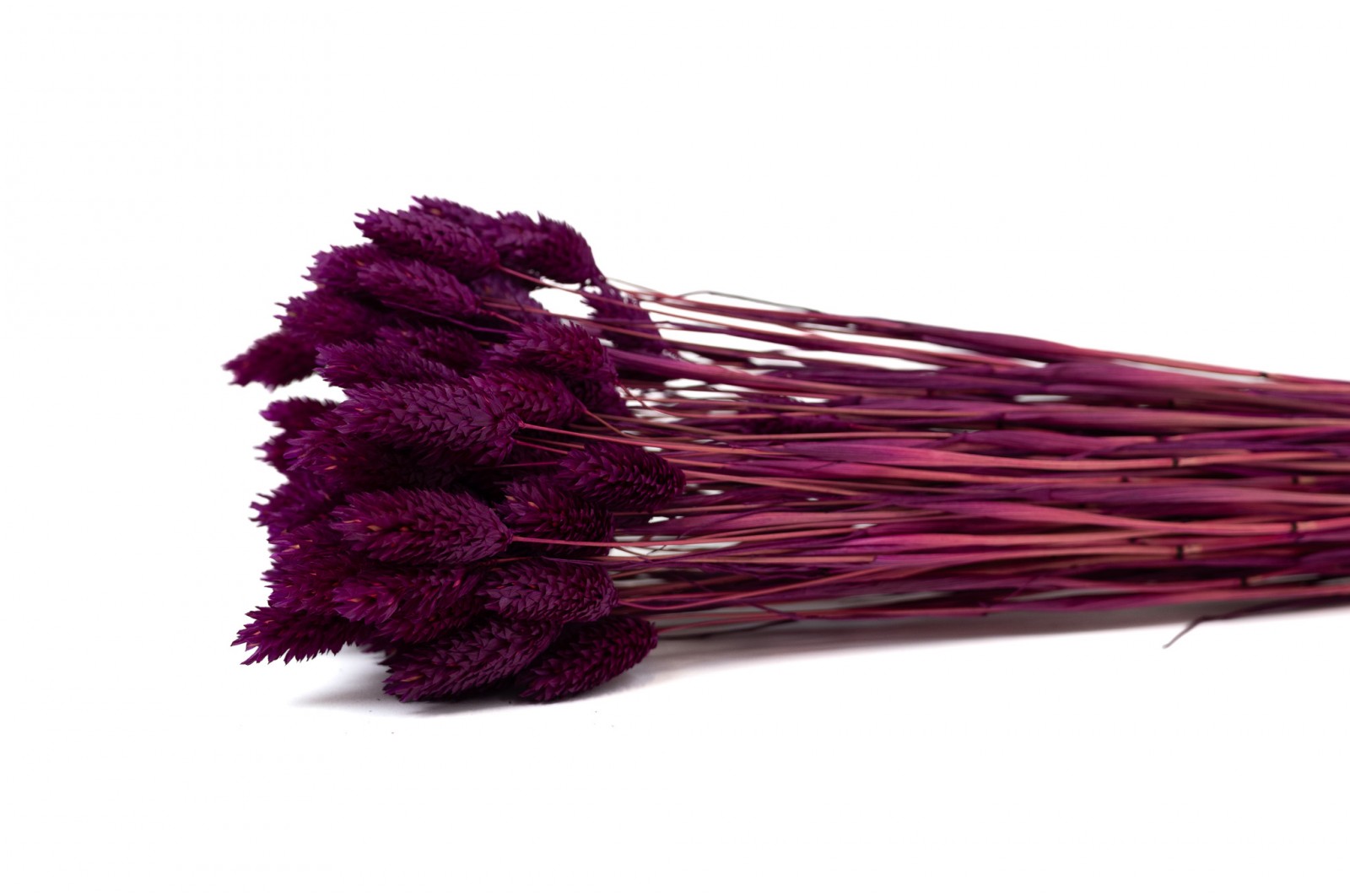 dried-phalaris-12
