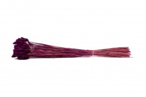 dried-phalaris-12.