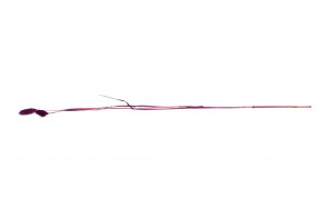 dried-phalaris-12.