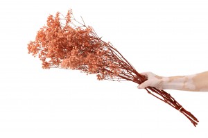 gypsophile-stabilise-37.