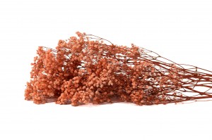 gypsophile-stabilise-37.