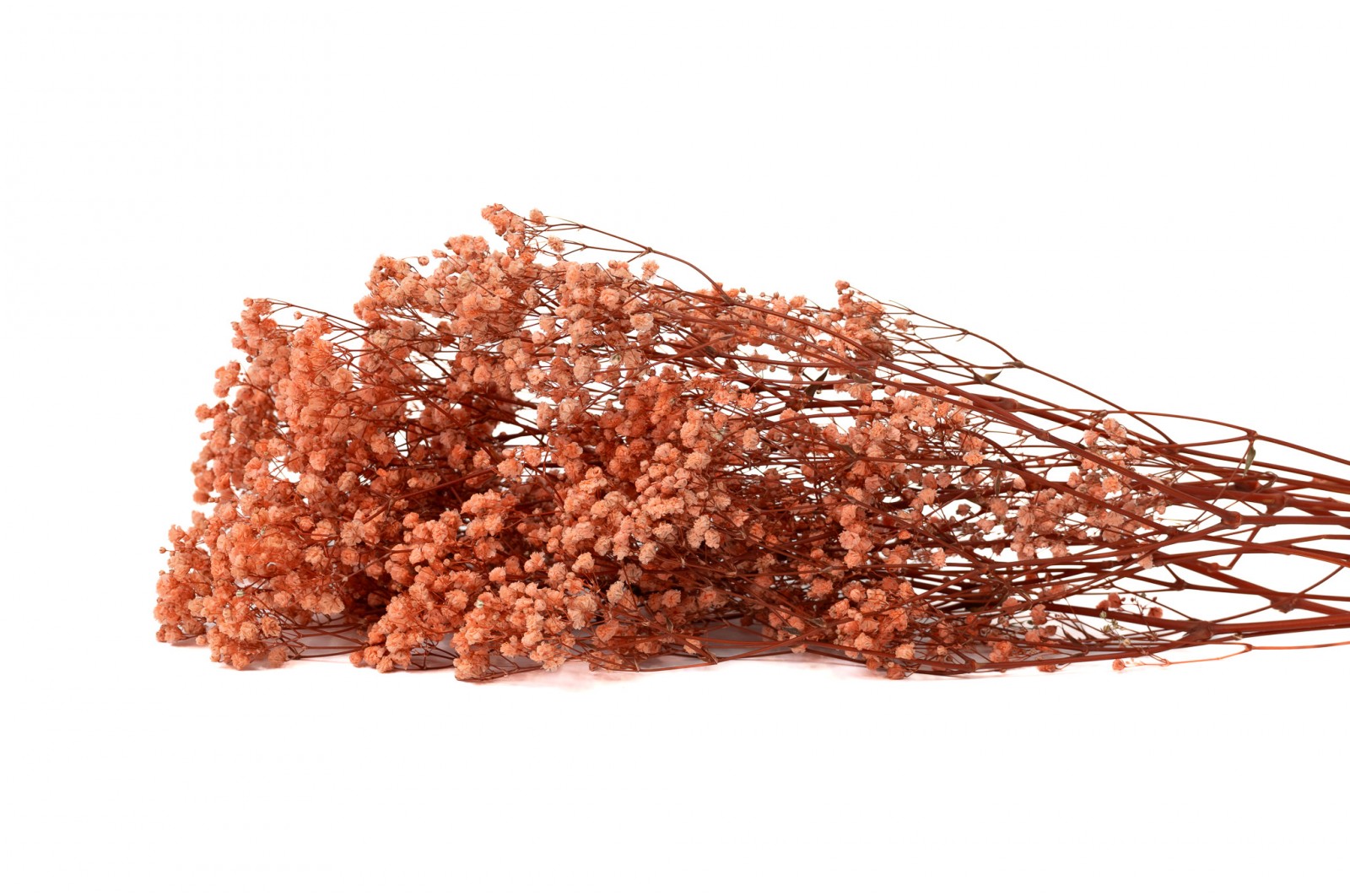 gypsophile-stabilise-37