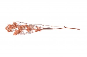 gypsophile-stabilise-37.