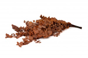 preserved-eucalyptus-stuartiana-6.