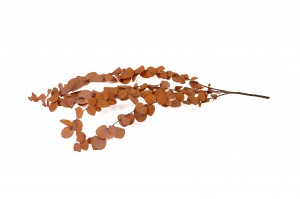 preserved-eucalyptus-stuartiana-6.