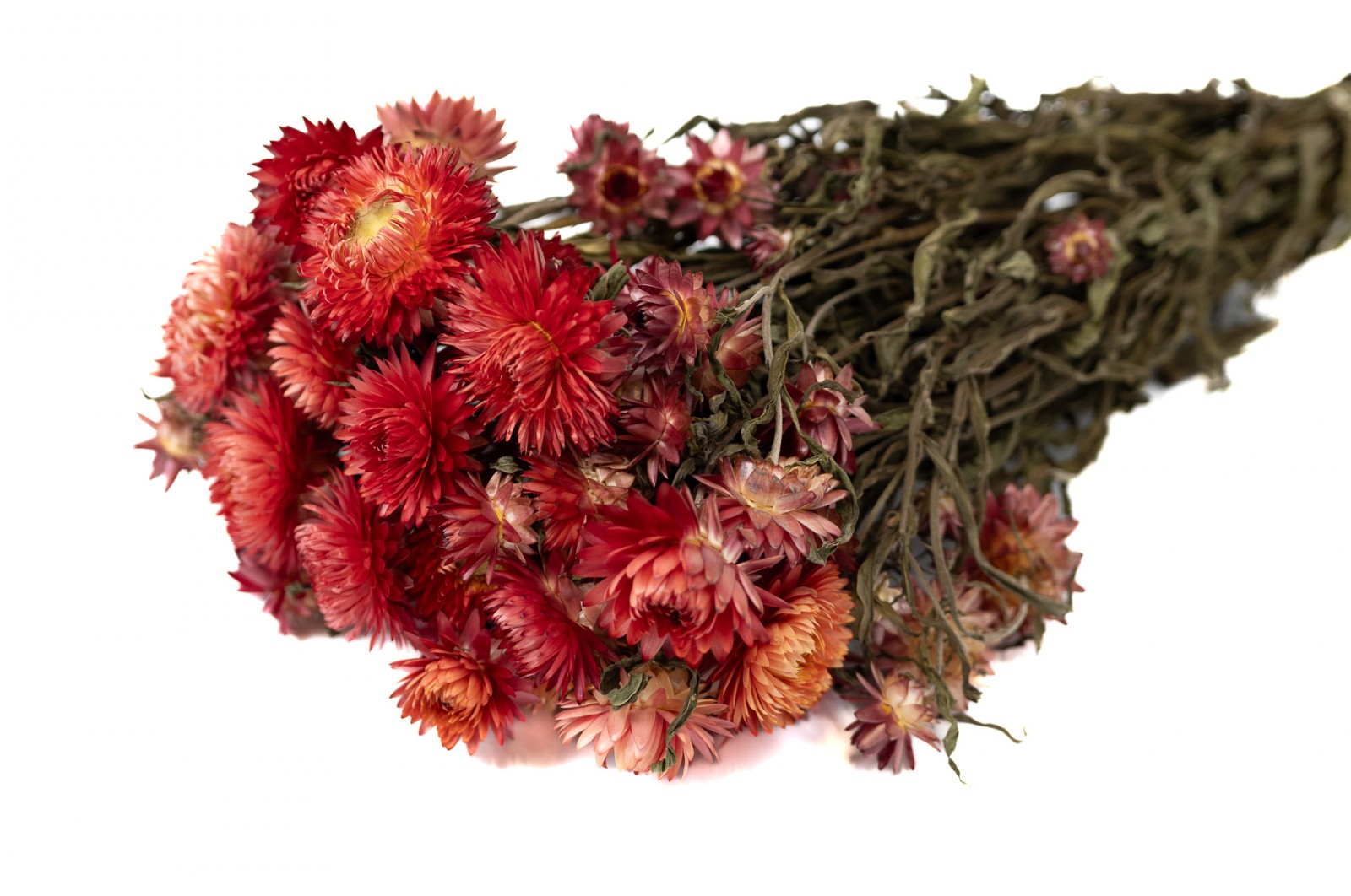Helichrysum sec (18) helichrysum-sec-18
