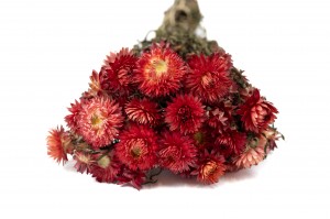 helichrysum-sec-18.