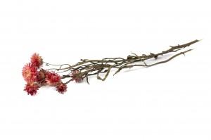 helichrysum-sec-18.