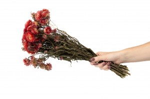 helichrysum-sec-18.