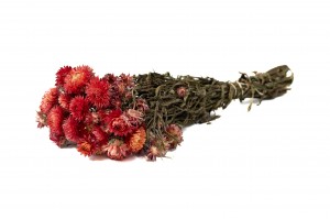 helichrysum-sec-18.