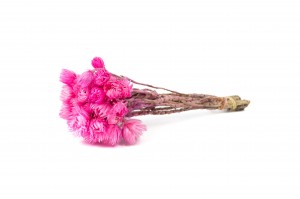 helichrysum-vestitum-seche-18.