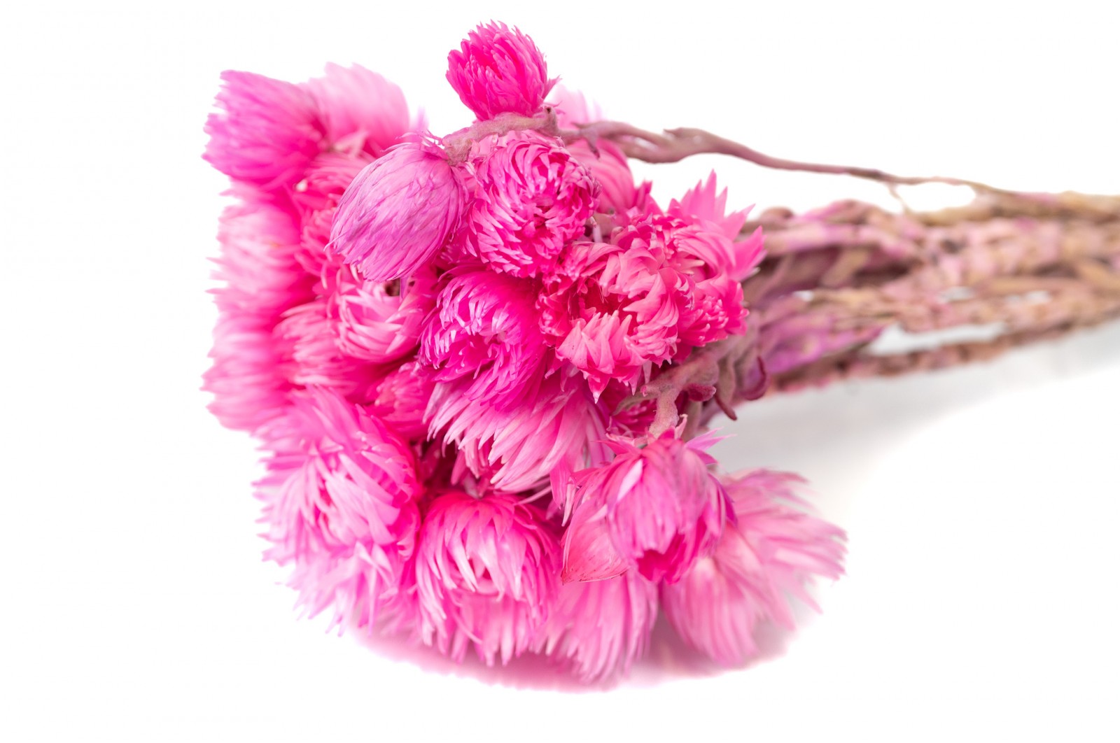 Helichrysum vestitum séché (18) helichrysum-vestitum-seche-18