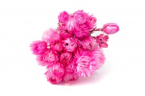 helichrysum-vestitum-seche-18.