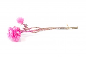 helichrysum-vestitum-seche-18.